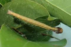 Arctioblepsis rubida