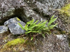 Polypodium amorphum