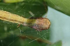 Arctioblepsis rubida