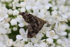 Anthophila fabriciana
