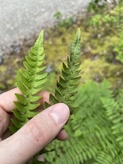 Polypodium amorphum