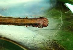 Arctioblepsis rubida