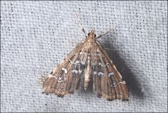 Musotima