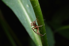 Philodromus marxi