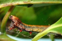 Arctioblepsis rubida