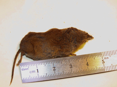 Sorex longirostris