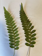 Polypodium amorphum
