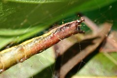 Arctioblepsis rubida