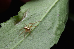 Philodromus marxi