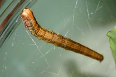 Arctioblepsis rubida