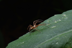 Philodromus marxi