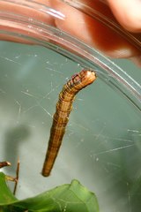 Arctioblepsis rubida