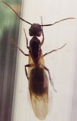 Camponotus inaequalis