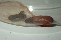 Arctioblepsis rubida