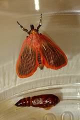 Arctioblepsis rubida