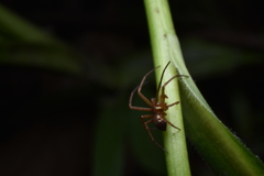 Philodromus marxi