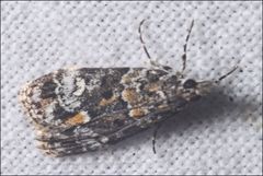 Eudonia protorthra