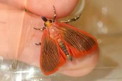 Arctioblepsis rubida