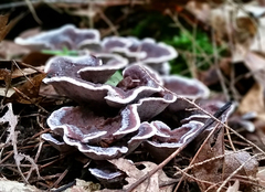 Hydnellum scrobiculatum