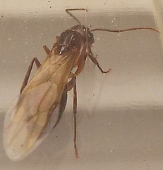 Camponotus inaequalis