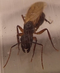 Camponotus inaequalis