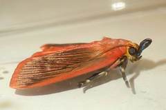 Arctioblepsis rubida