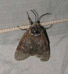 Prionoxystus macmurtrei