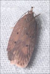 Doleromima hypoxantha