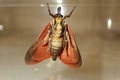 Arctioblepsis rubida