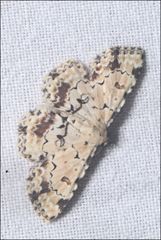 Sandava scitisignata