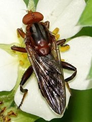 Hammerschmidtia rufa