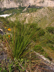 Dasylirion longissimum