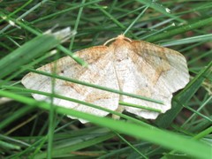 Metarranthis indeclinata
