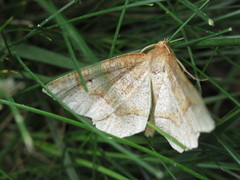 Metarranthis indeclinata