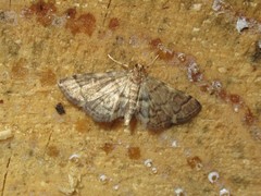Steniini