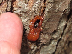 Dendroctonus terebrans