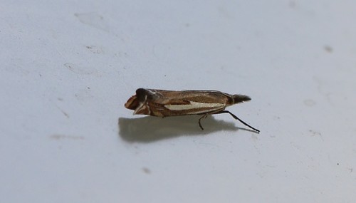 Scarce Grass-veneer, 7245 Laren, Nederland, photo 3 of 10