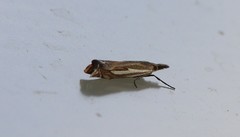 Crambus pratella
