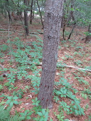 Dendroctonus terebrans