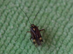 Rhabdomiris striatellus