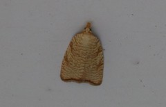 Aleimma loeflingiana