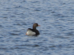 Anser albifrons albifrons