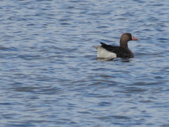 Anser albifrons albifrons