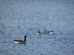 Anser albifrons albifrons