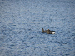 Anser albifrons albifrons