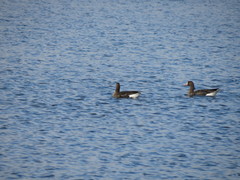 Anser albifrons albifrons