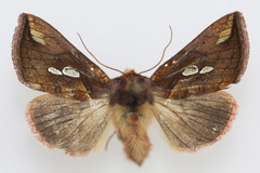 Plusia nichollae