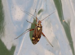 Rhabdomiris striatellus