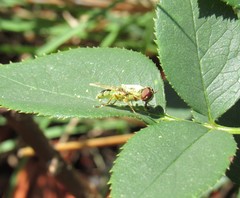Odontomyia cincta