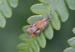 Olethreutes arcuella